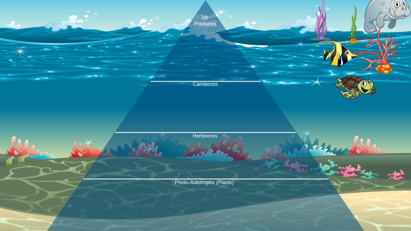 Ocean Ecological Pyramid