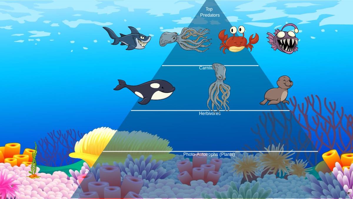 Ocean Ecological Pyramid