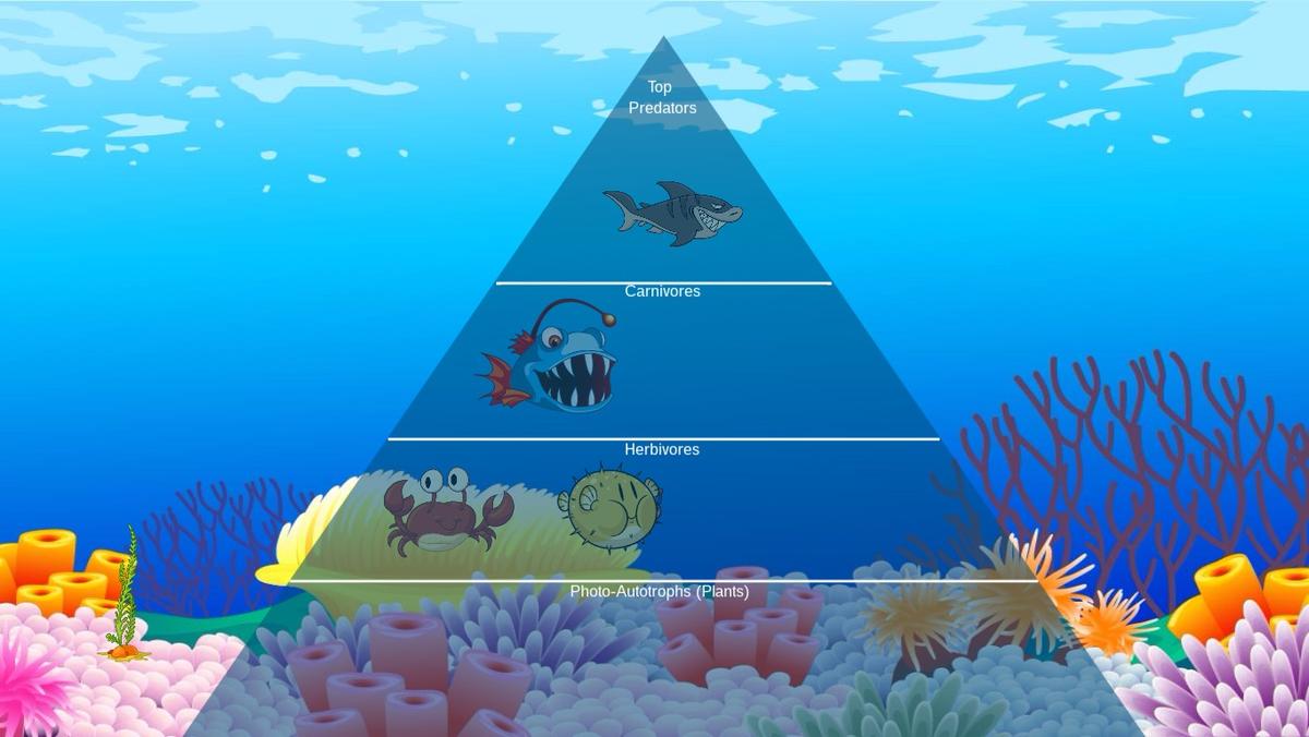 Ocean Ecological Pyramid