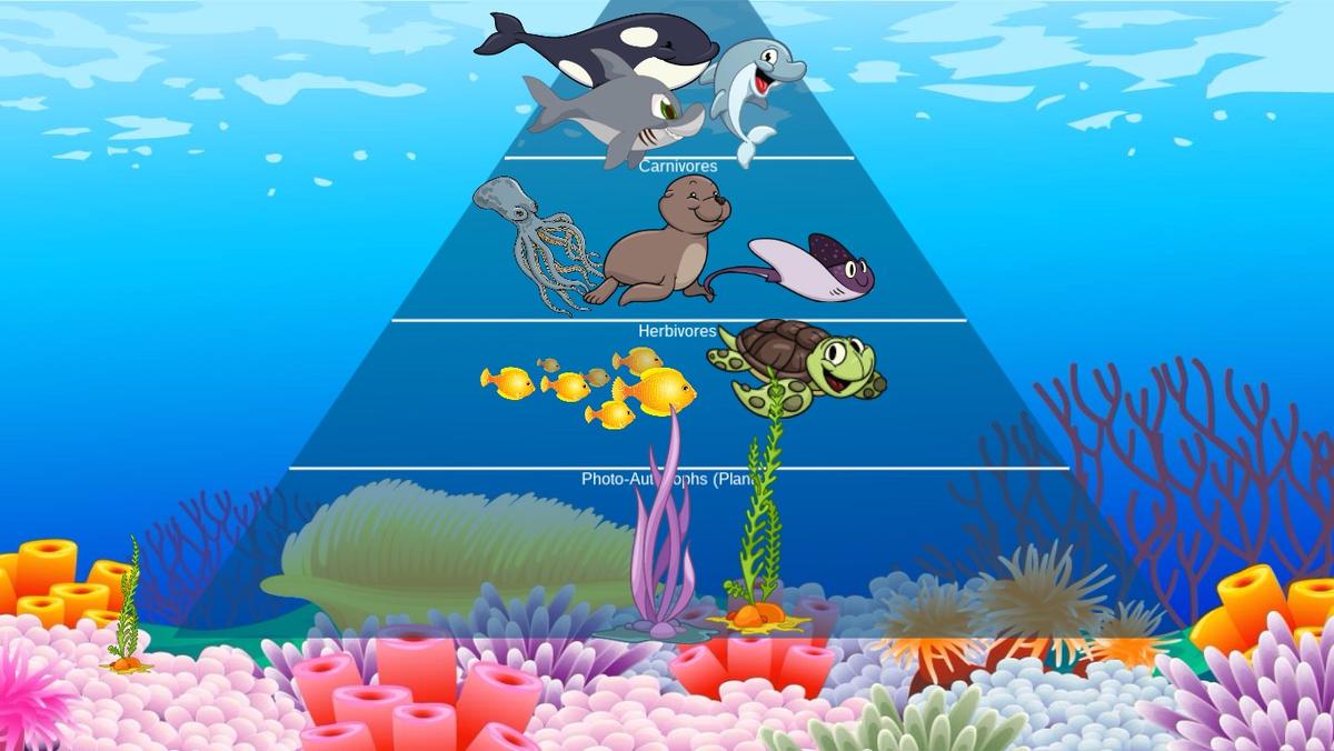 Ocean Ecological Pyramid