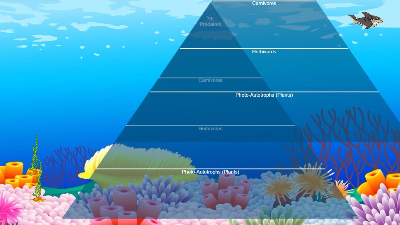 Ocean Ecological Pyramid