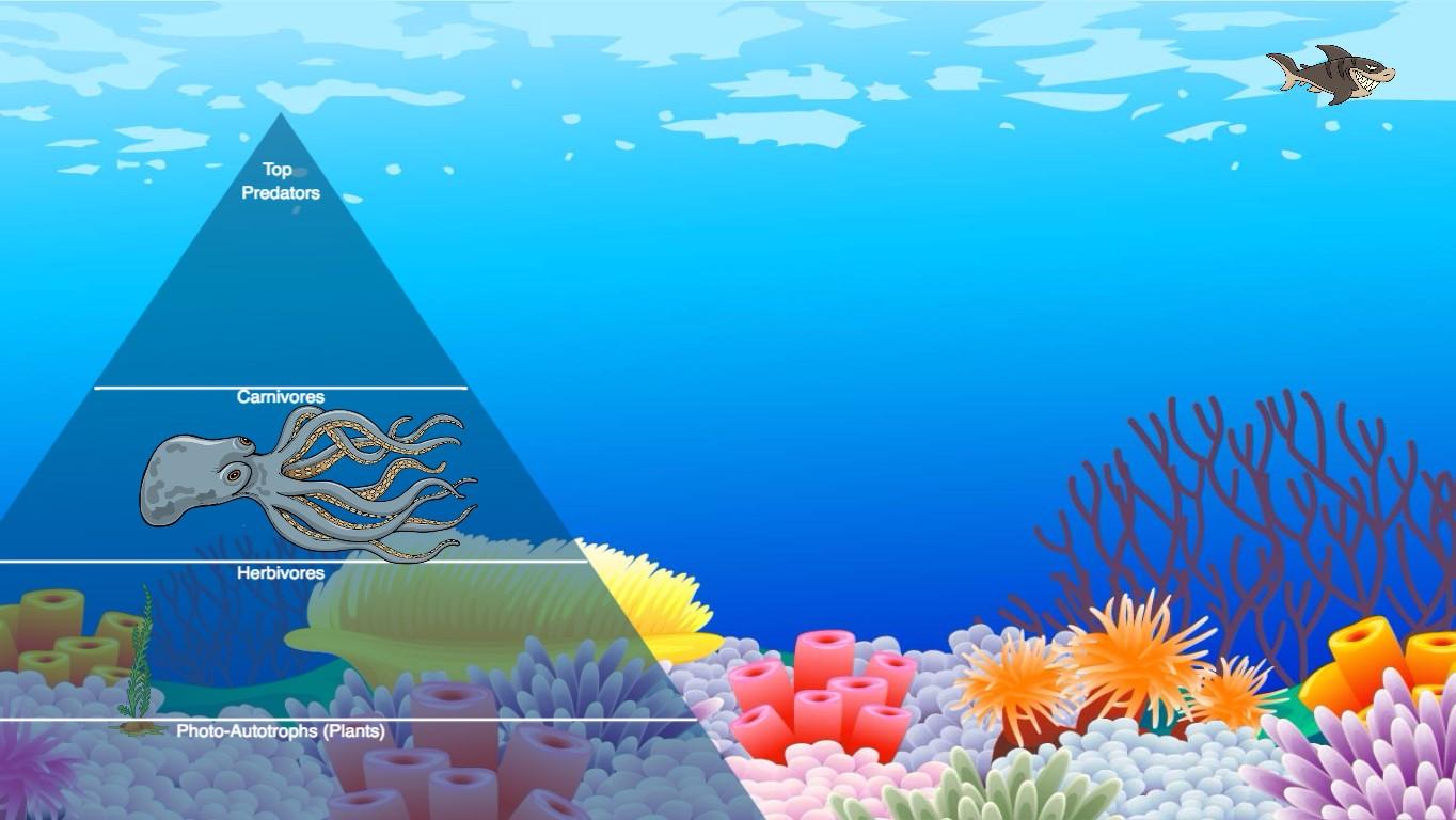 Ocean Ecological Pyramid