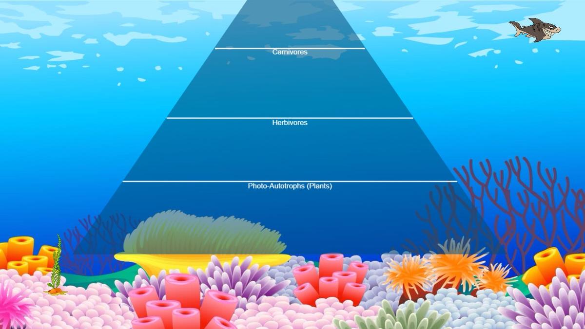 Ocean Ecological Pyramid