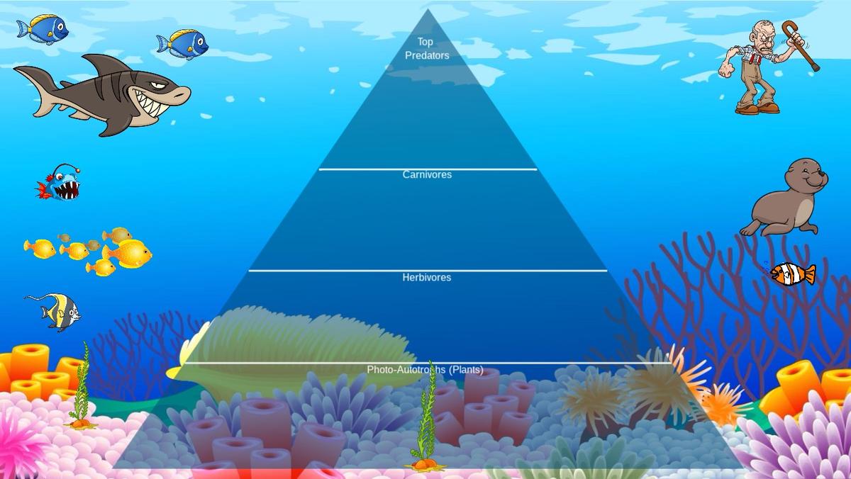 Ocean Ecological Pyramid