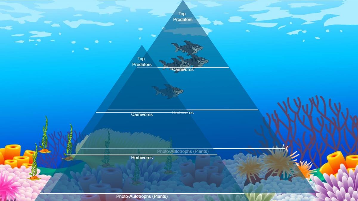 Ocean Ecological Pyramid