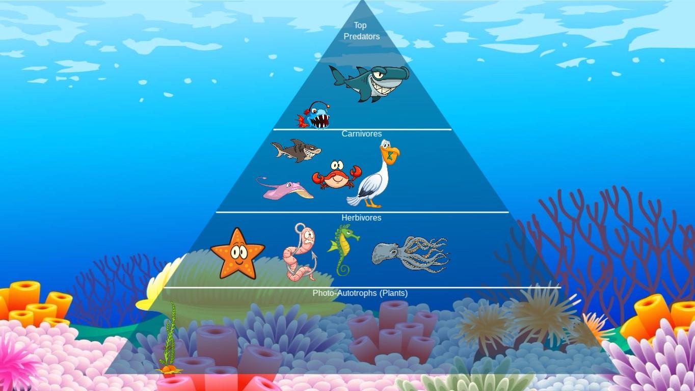 Ocean Ecological Pyramid