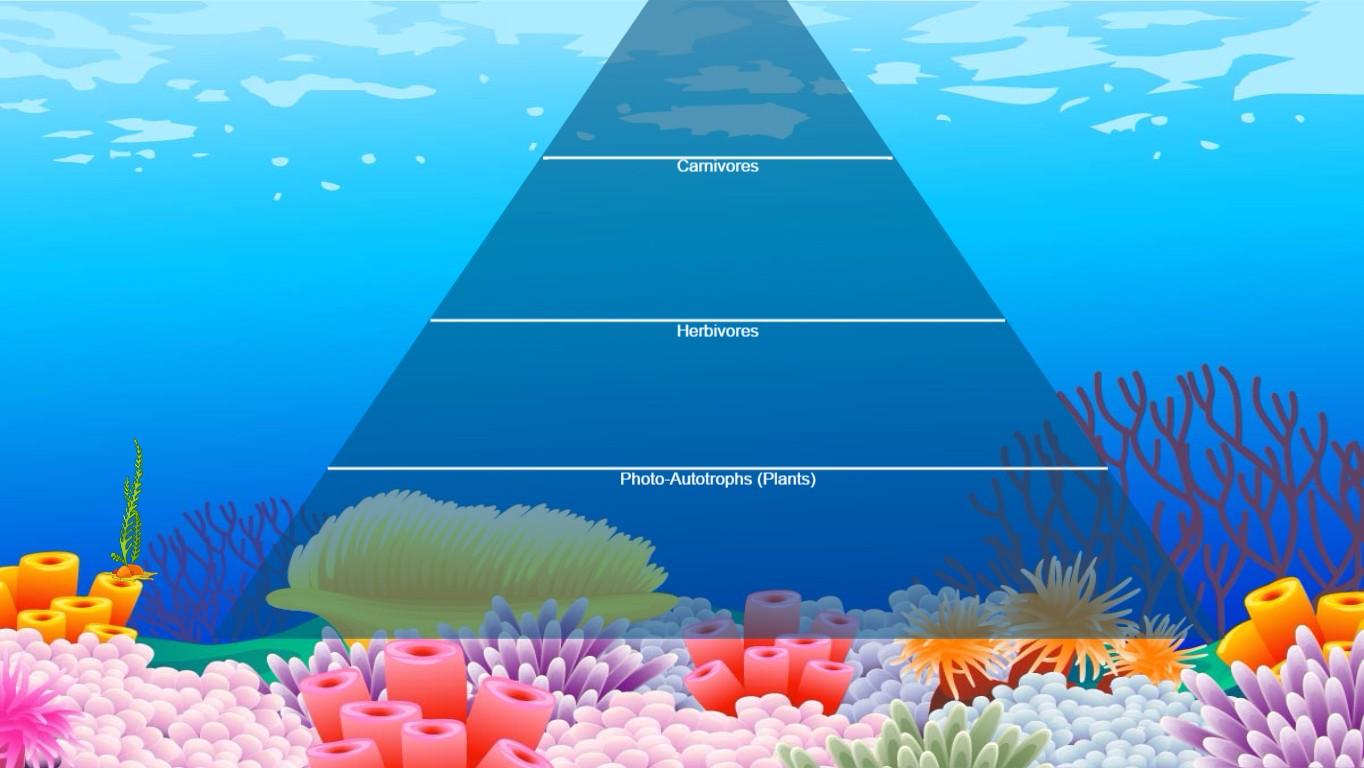 Ocean Ecological Pyramid