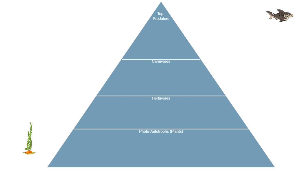 Ocean Ecological Pyramid