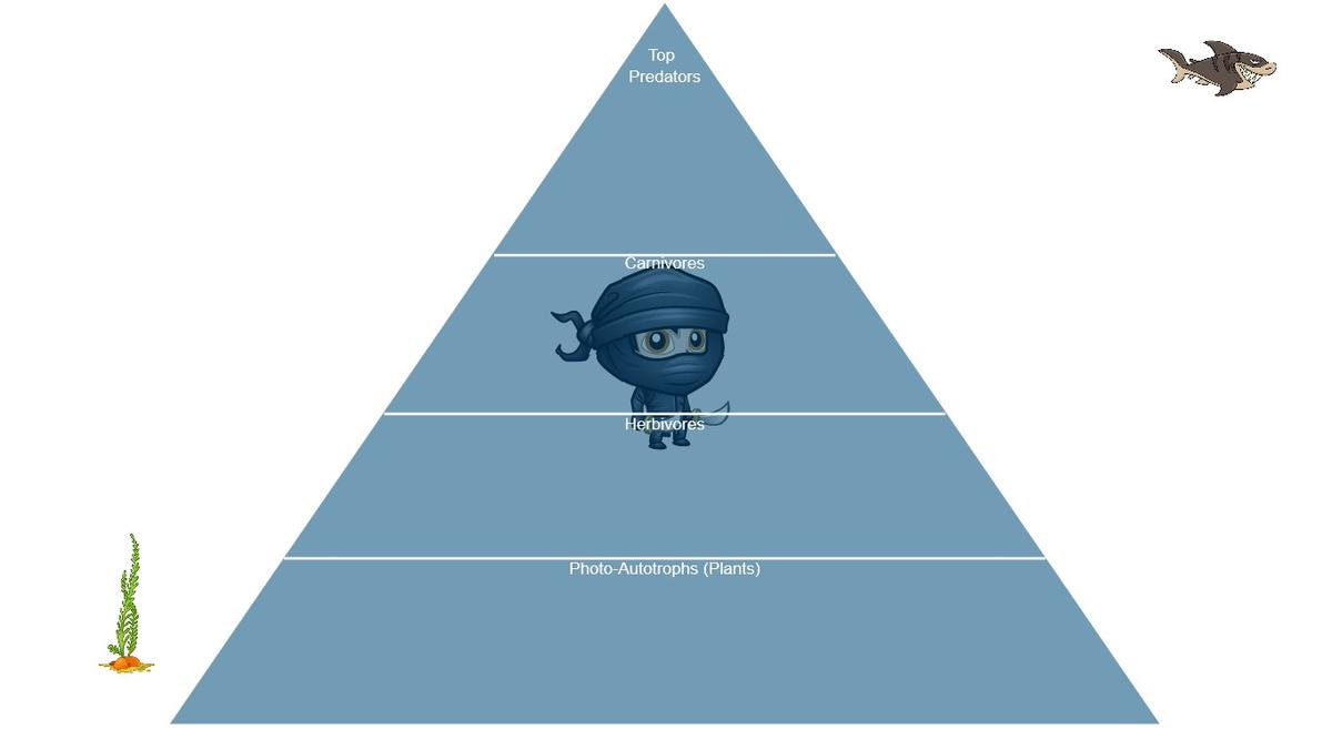 Ocean Ecological Pyramid