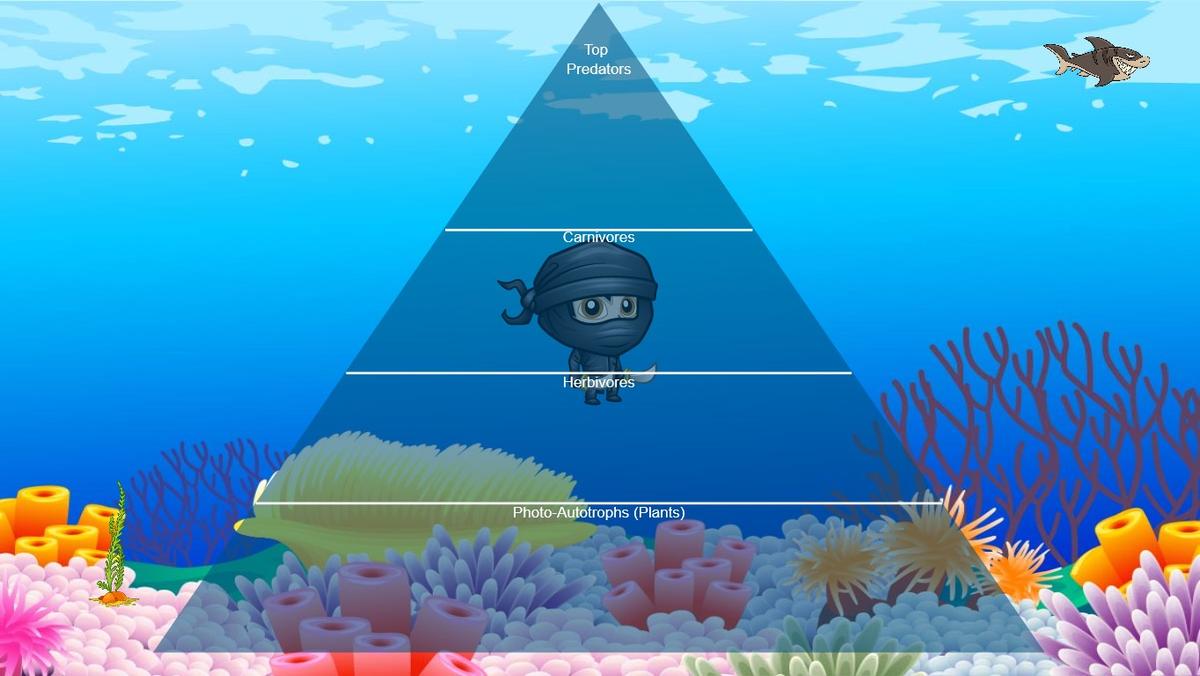 Ocean Ecological Pyramid