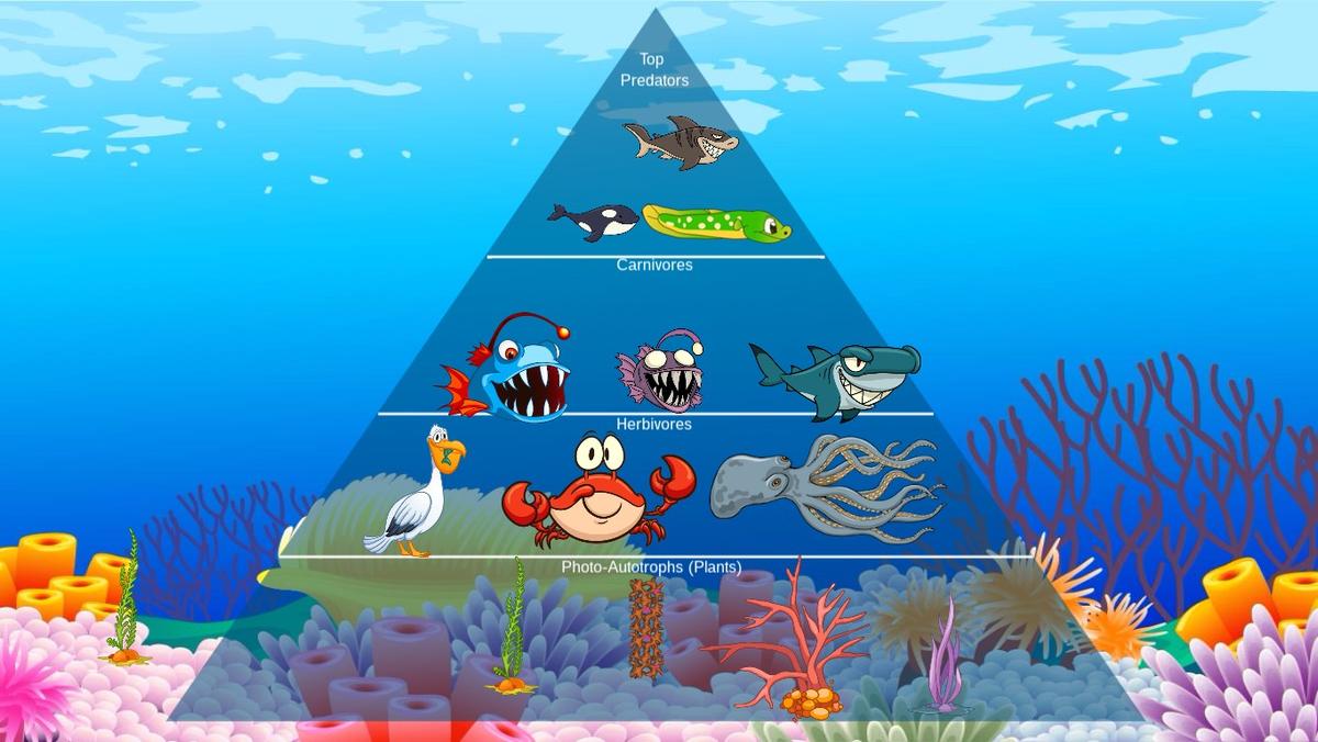 Ocean Ecological Pyramid