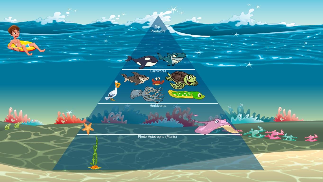 Ocean Ecological Pyramid