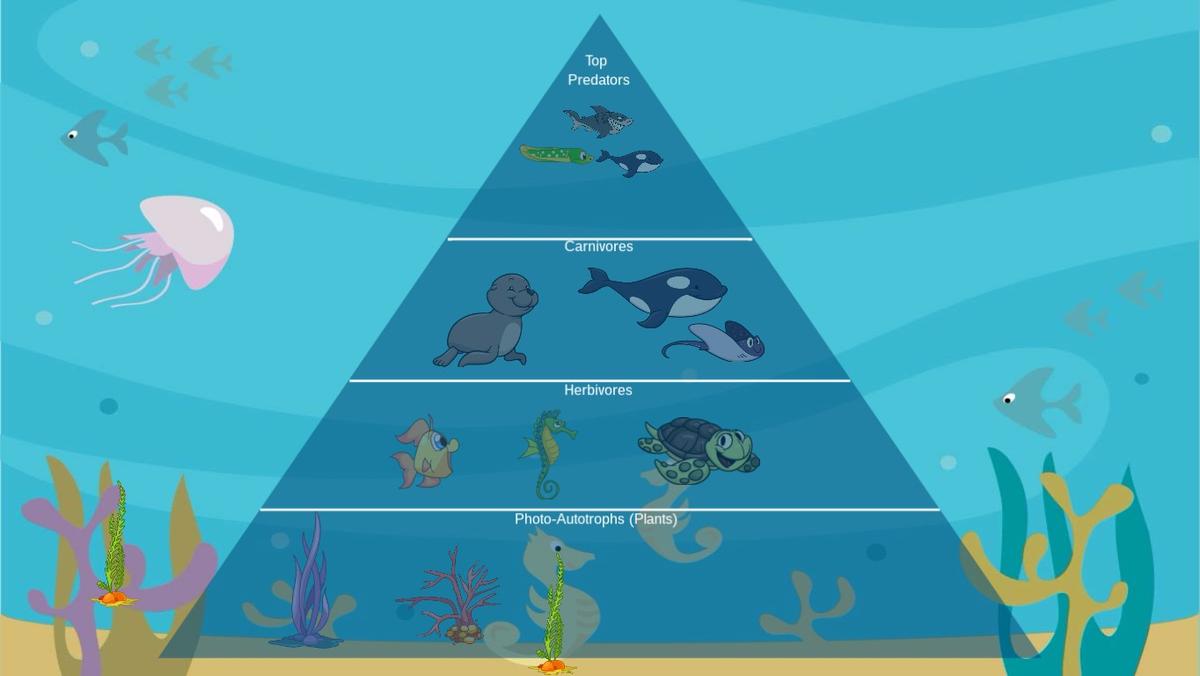 Ocean Ecological Pyramid