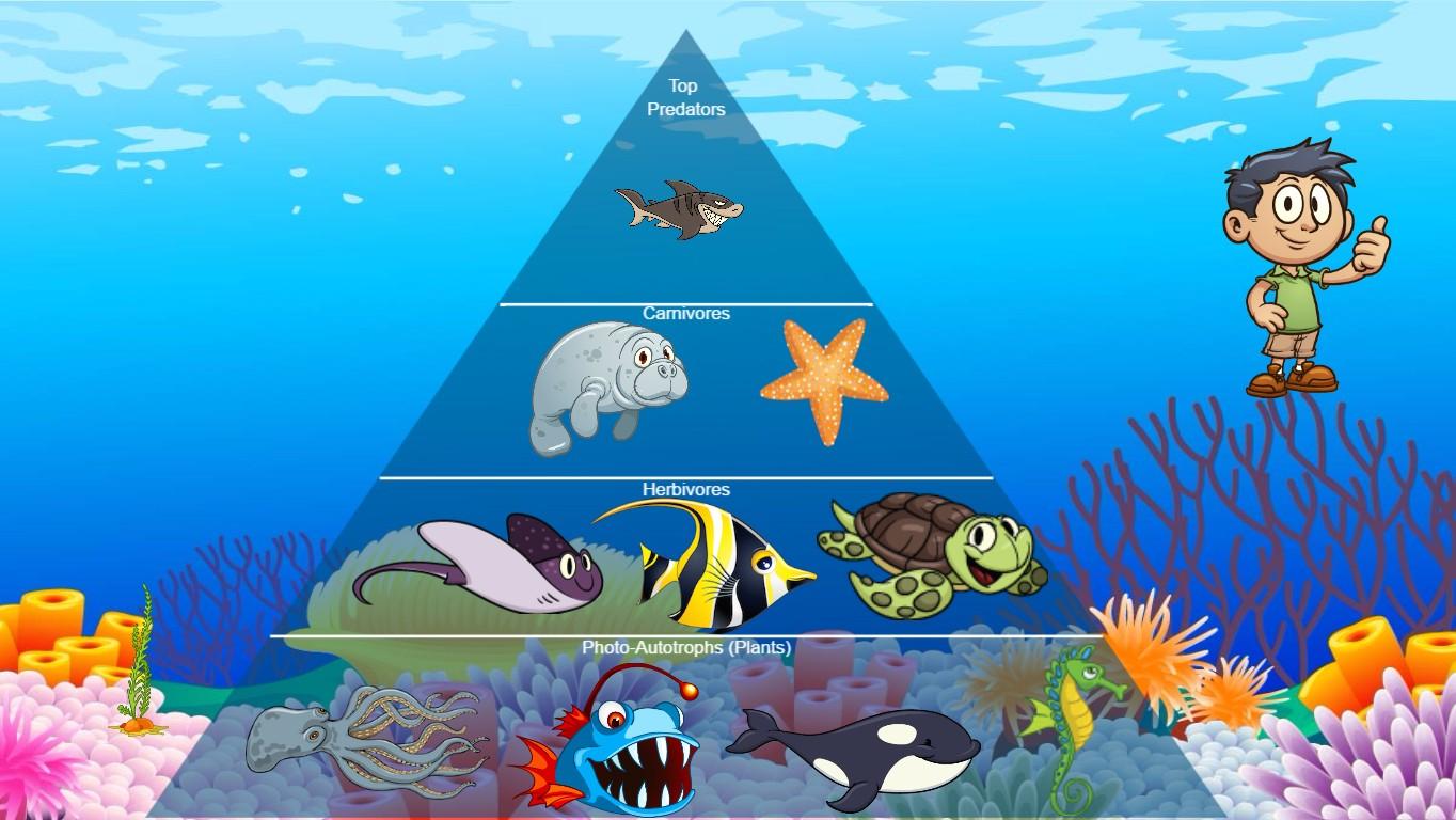 Ocean Ecological Pyramid