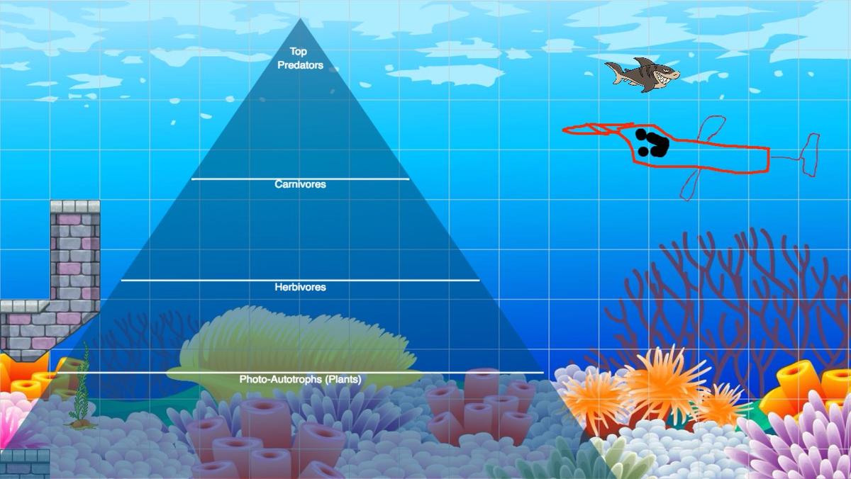 Ocean Ecological Pyramid