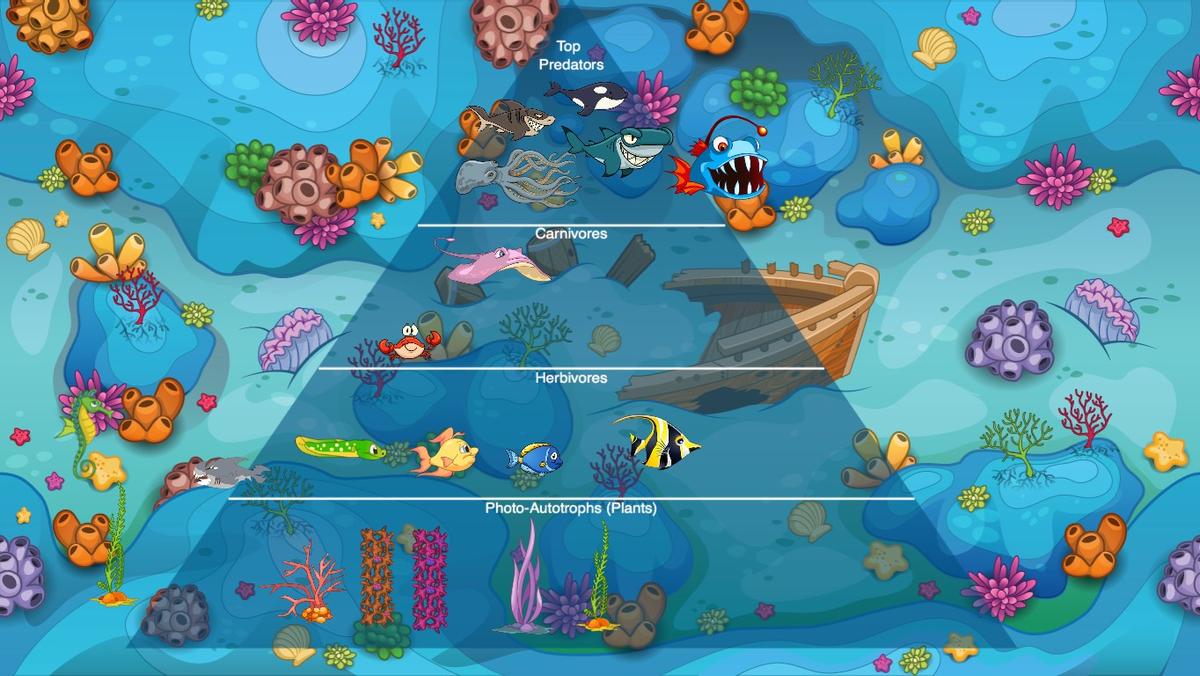 Ocean Ecological Pyramid