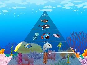 Ecological Pyramid 1