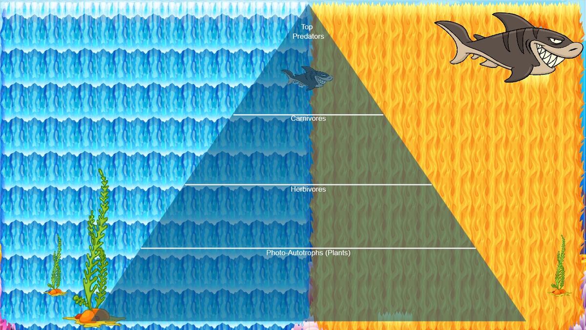 Ocean Ecological Pyramid