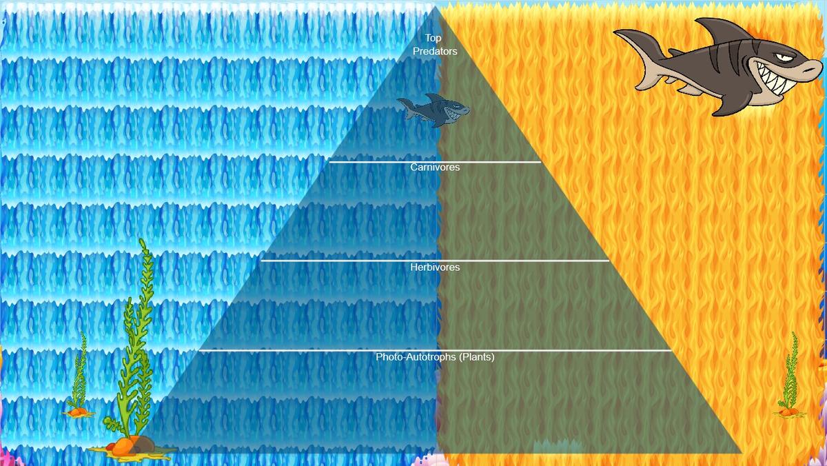 Ocean Ecological Pyramid