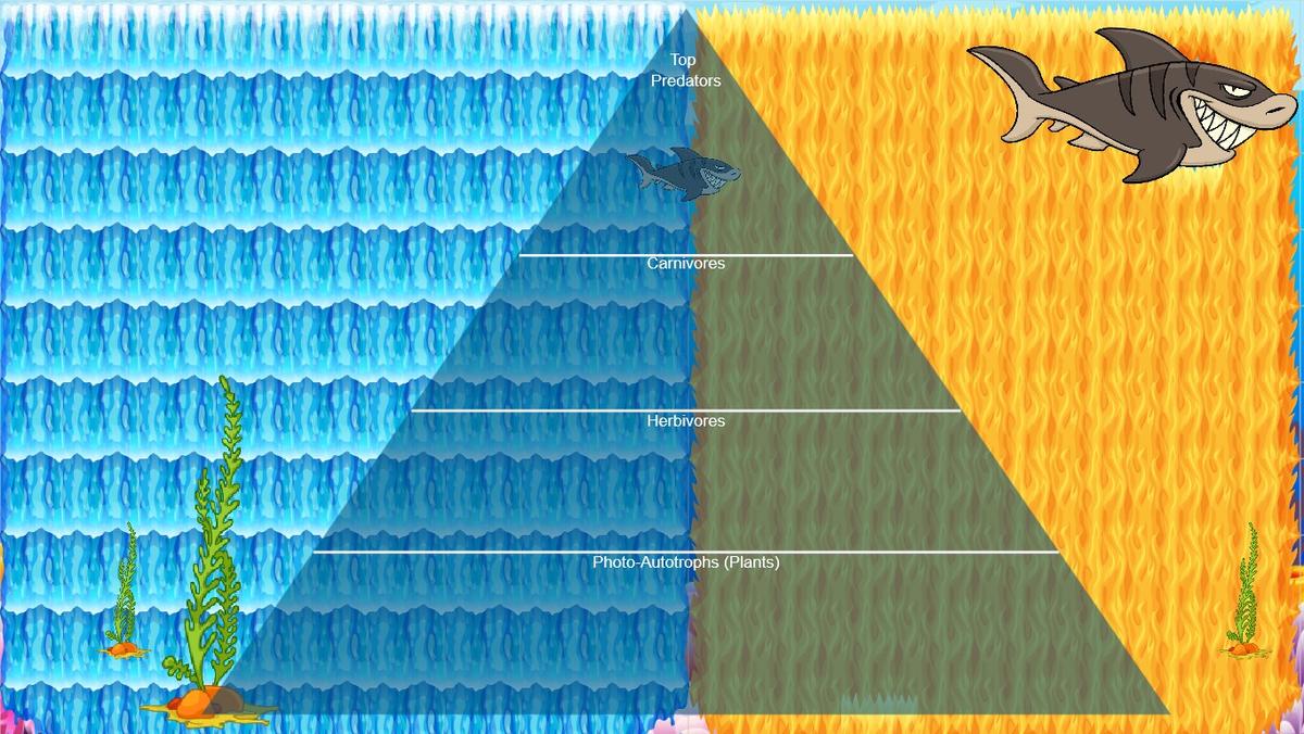 Ocean Ecological Pyramid