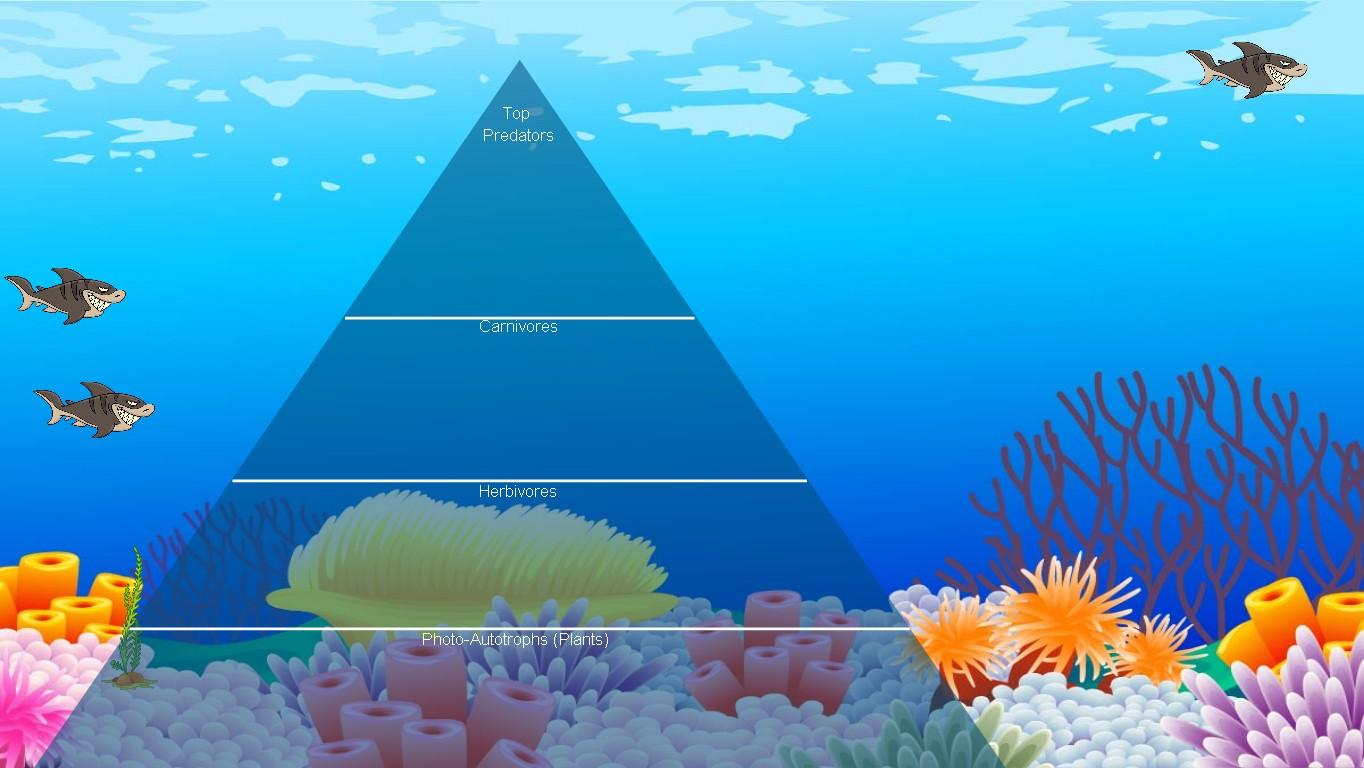 Ocean Ecological Pyramid