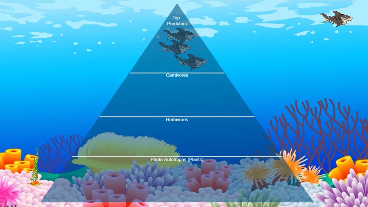 Ocean Ecological Pyramid