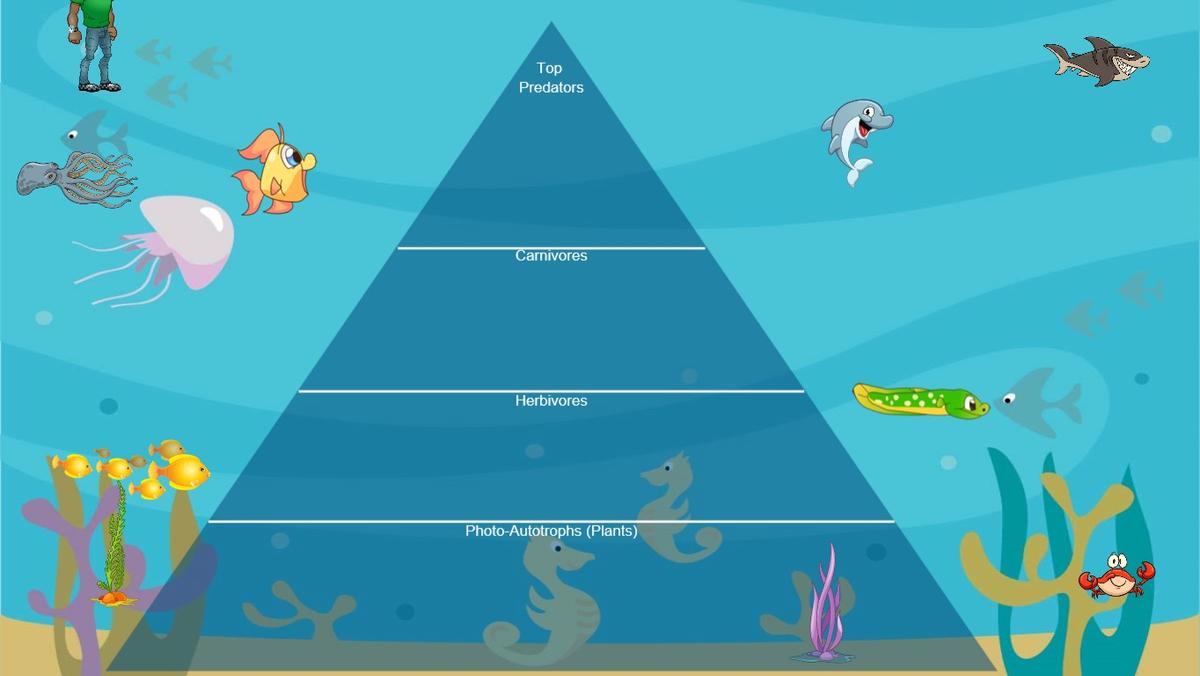 Ocean Ecological Pyramid