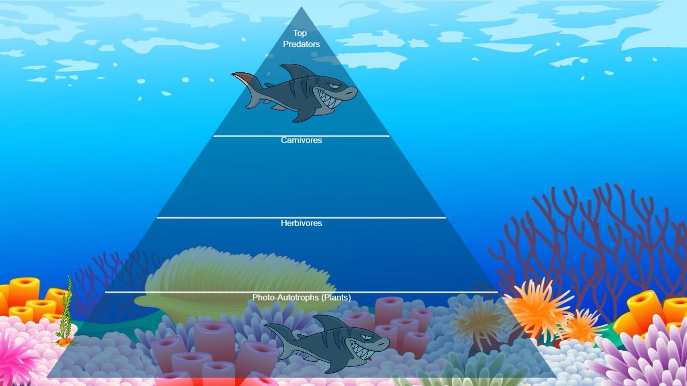 Ocean Ecological Pyramid