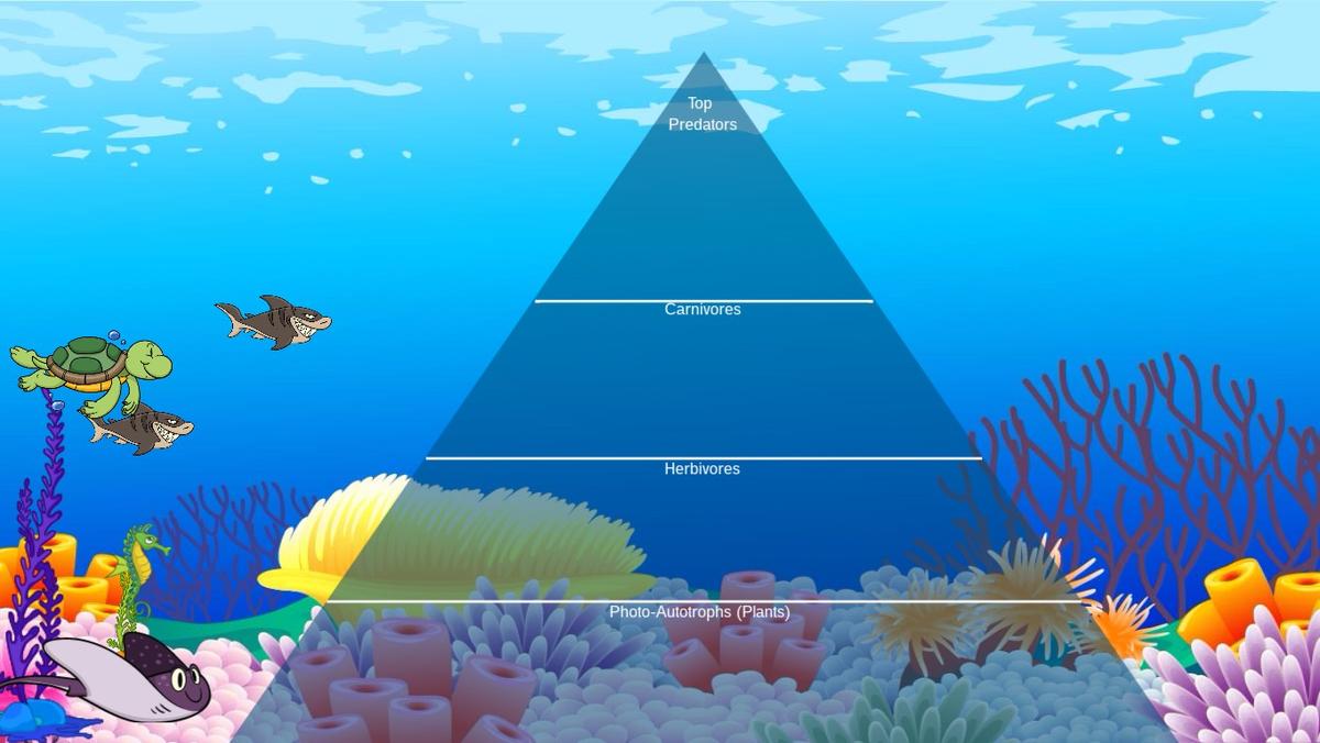 Ocean Ecological Pyramid