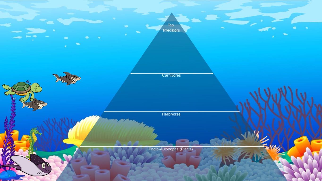 Ocean Ecological Pyramid