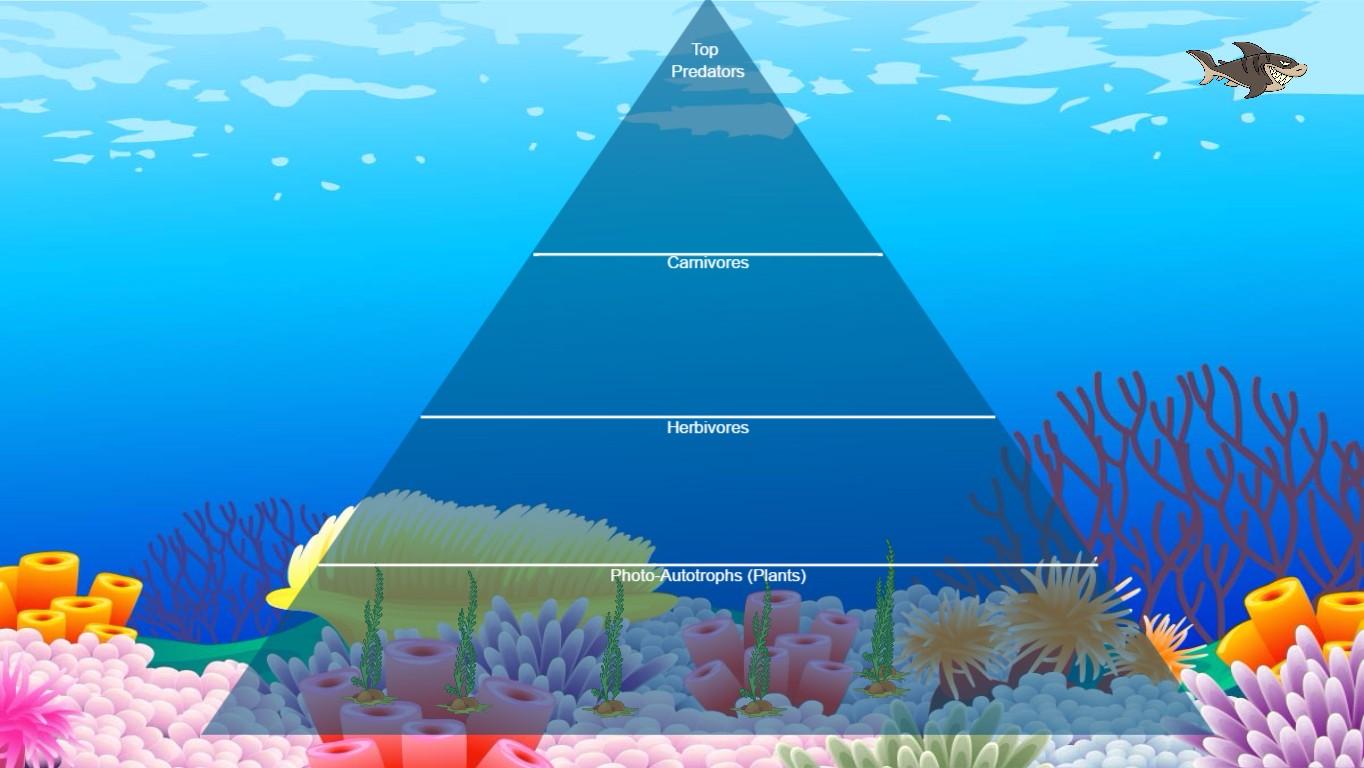 Ocean Ecological Pyramid