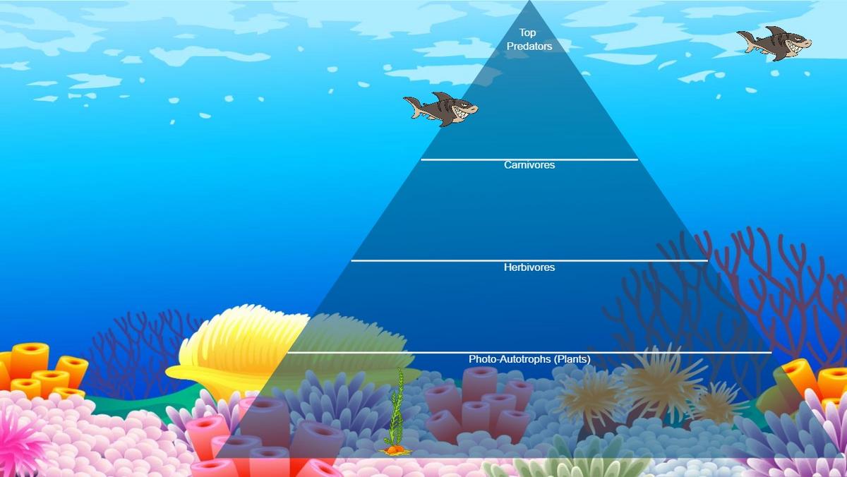 Ocean Ecological Pyramid