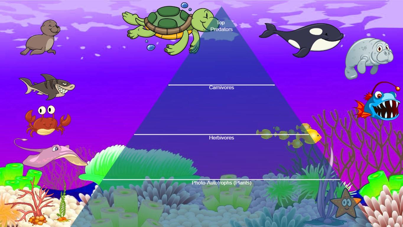 Ocean Ecological Pyramid