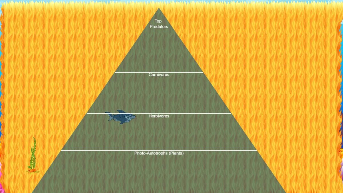 Ocean Ecological Pyramid