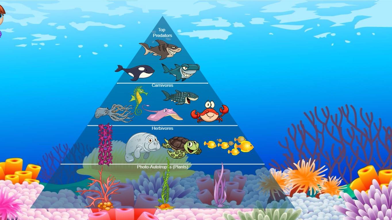 Ocean Ecological Pyramid