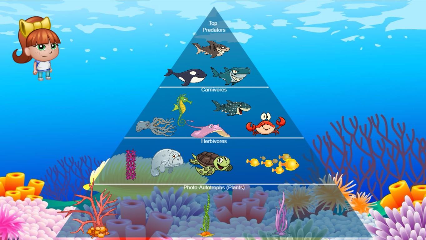 Ocean Ecological Pyramid