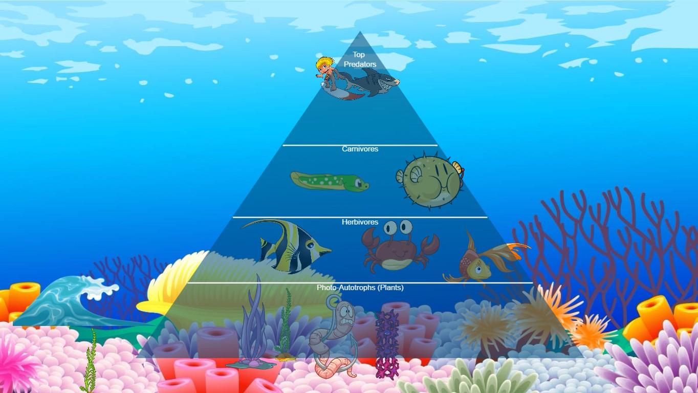 Ocean Ecological Pyramid