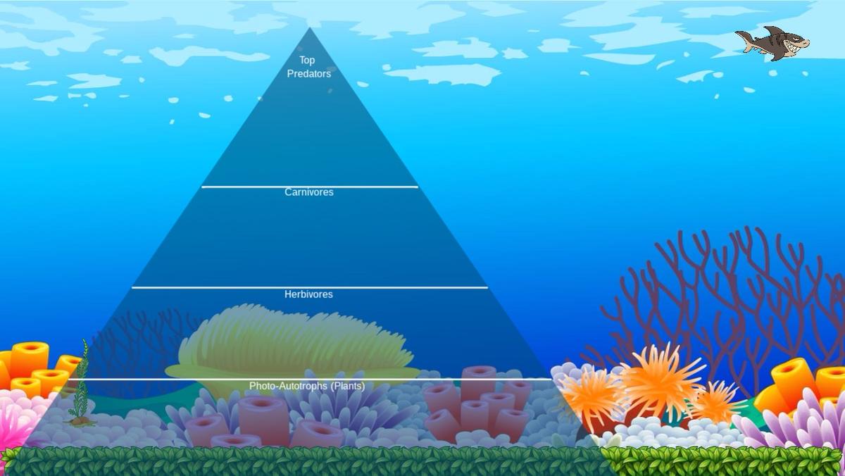 Ocean Ecological Pyramid