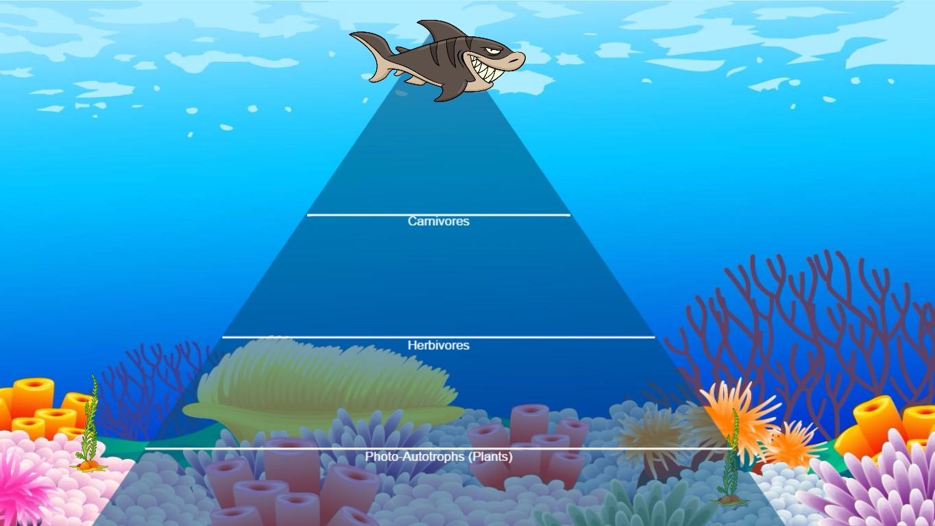 Ocean Ecological Pyramid