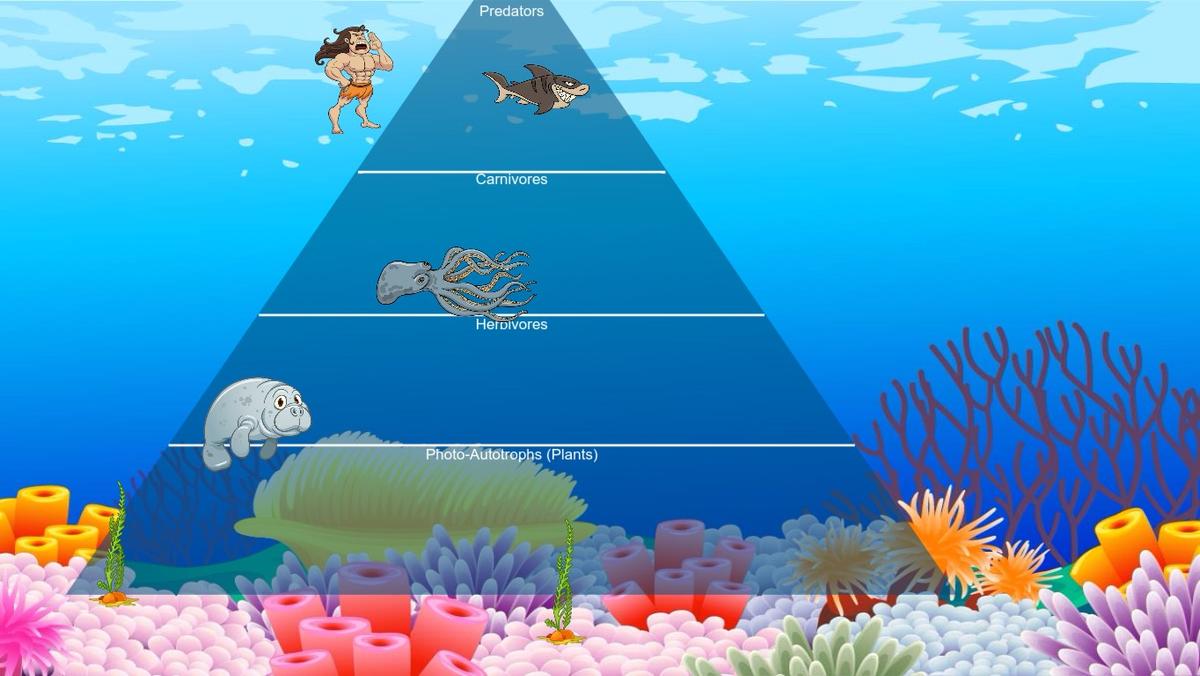 Ocean Ecological Pyramid