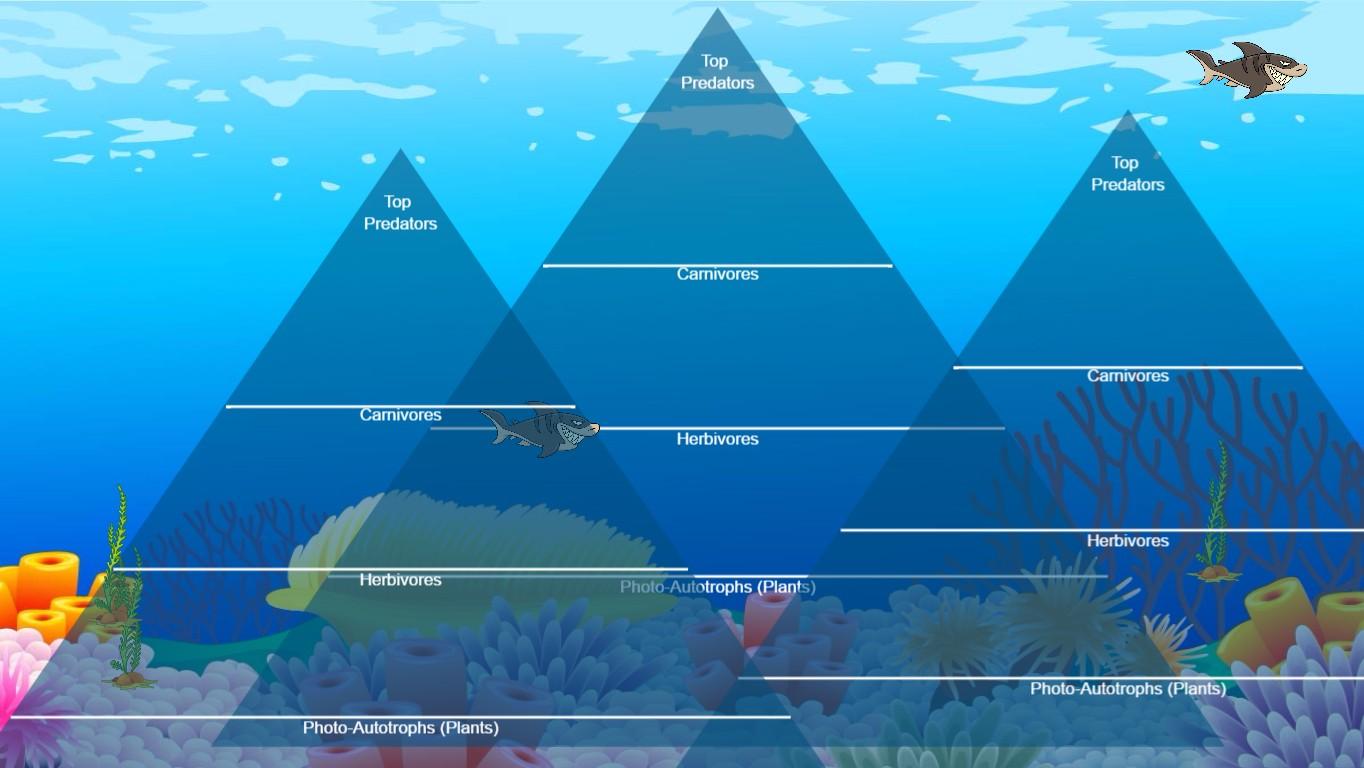 Ocean Ecological Pyramid