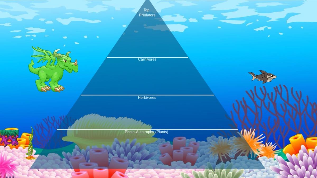 Ocean Ecological Pyramid