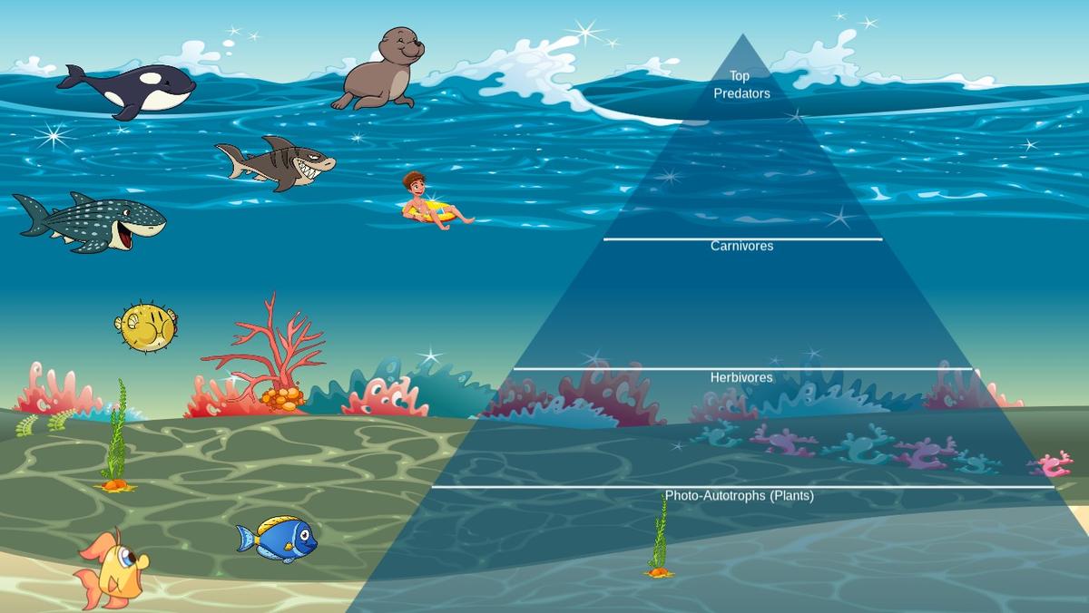 Ocean Ecological Pyramid