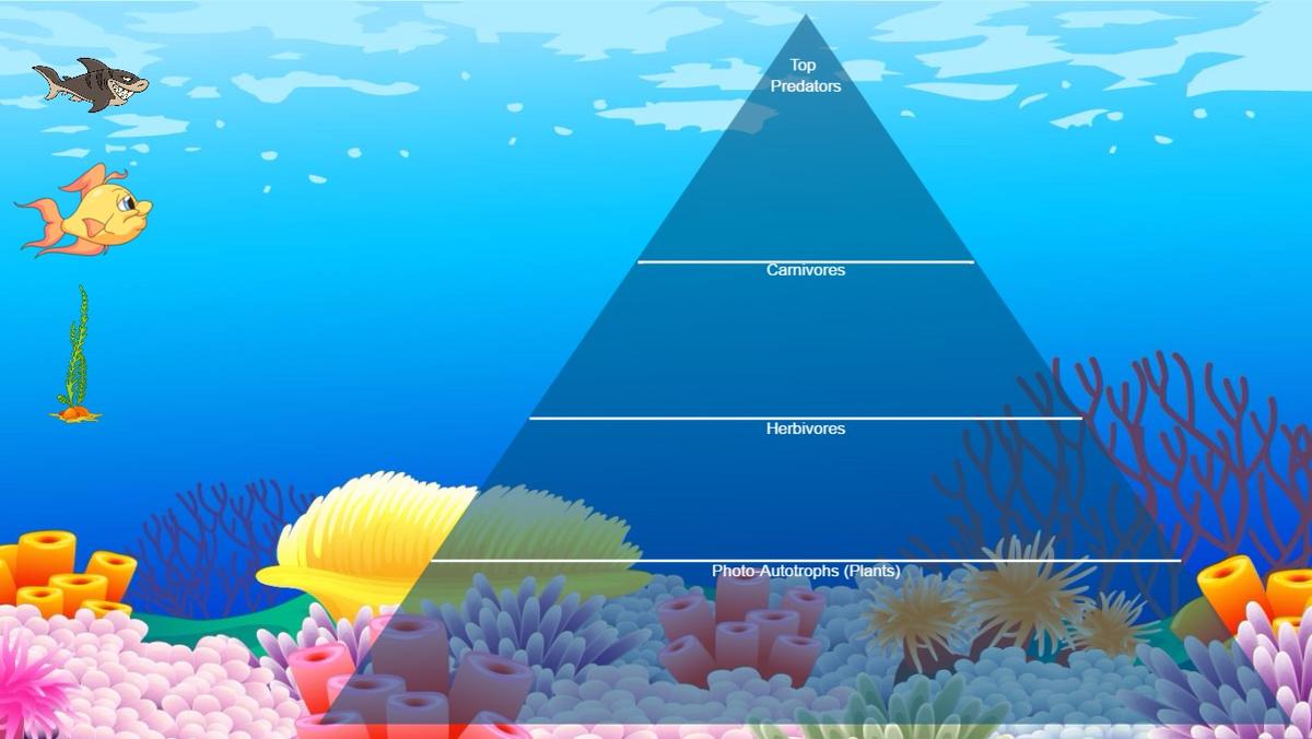 Ocean Ecological Pyramid