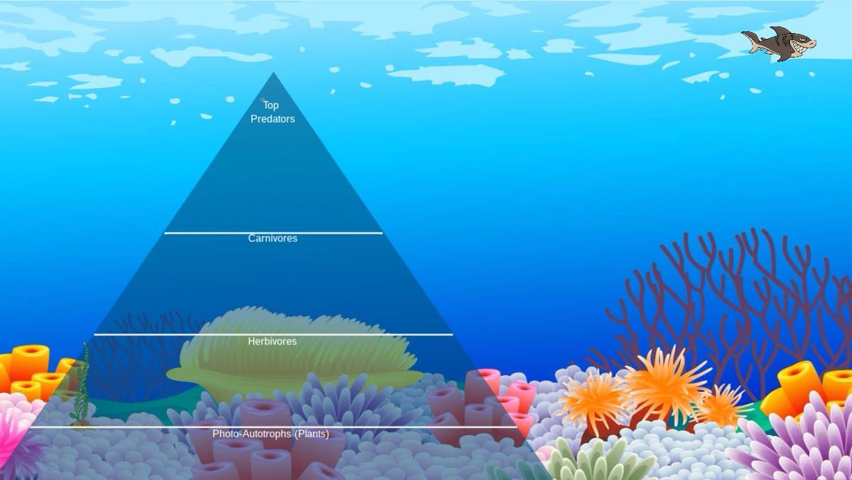 Ocean Ecological Pyramid