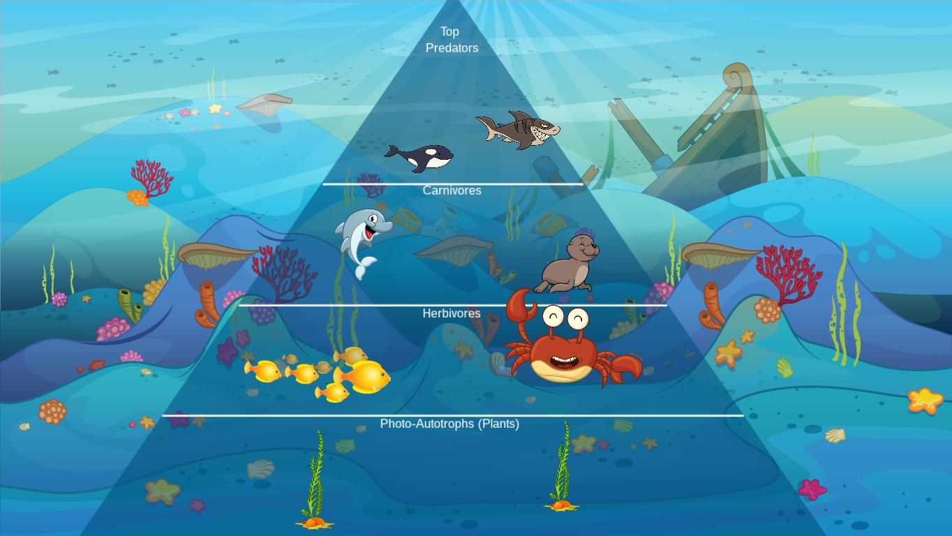 Ocean Ecological Pyramid