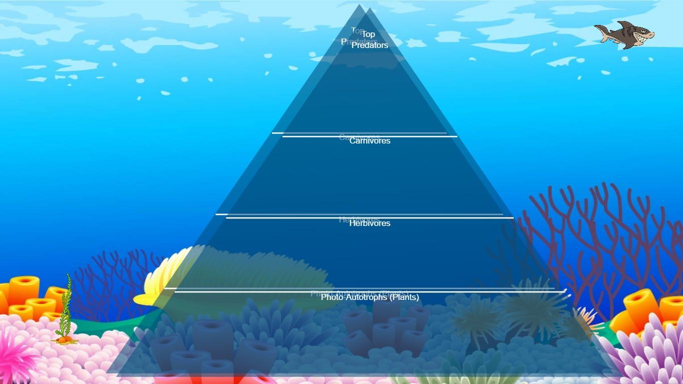 Ocean Ecological Pyramid