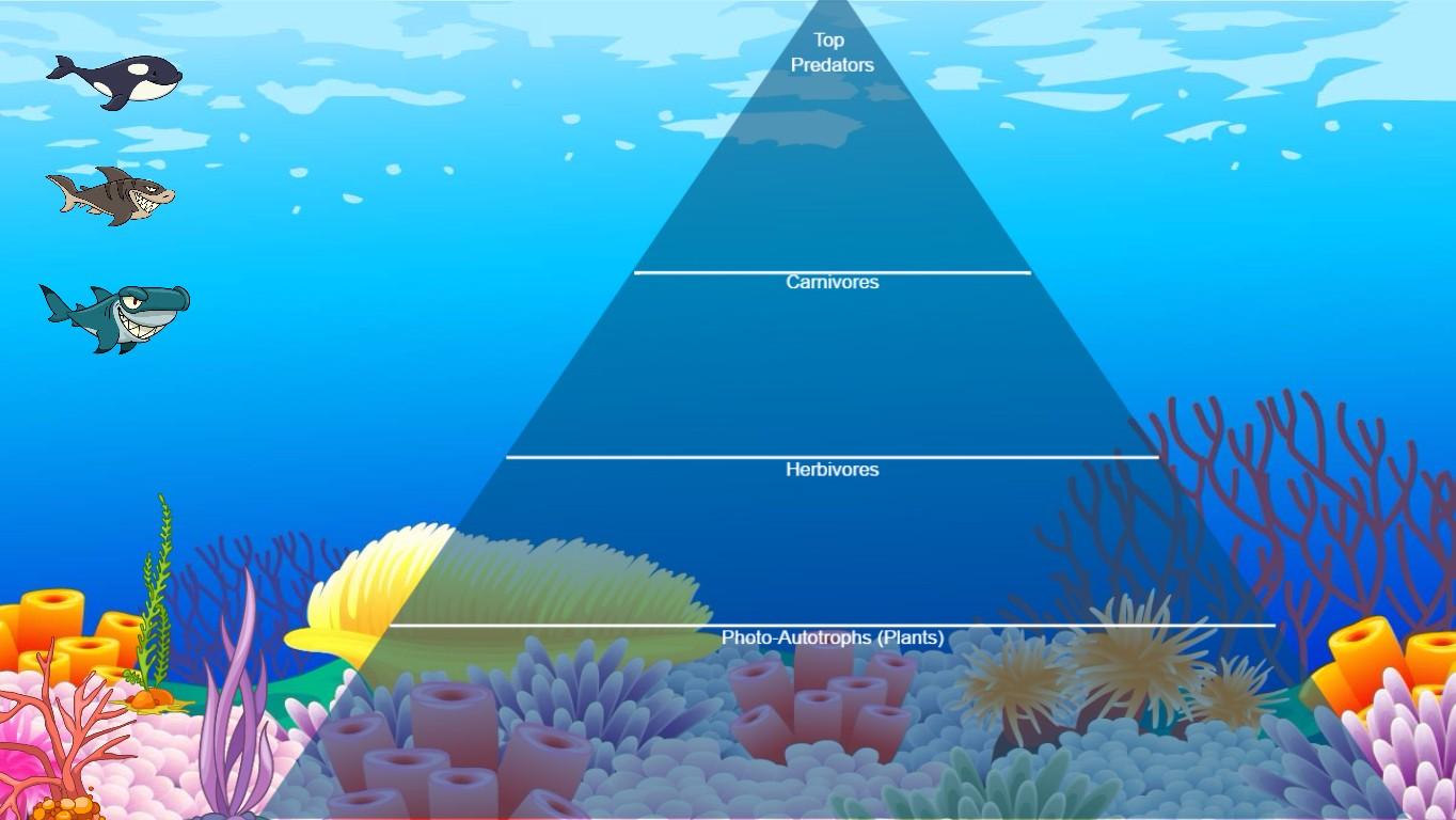 Ocean Ecological Pyramid