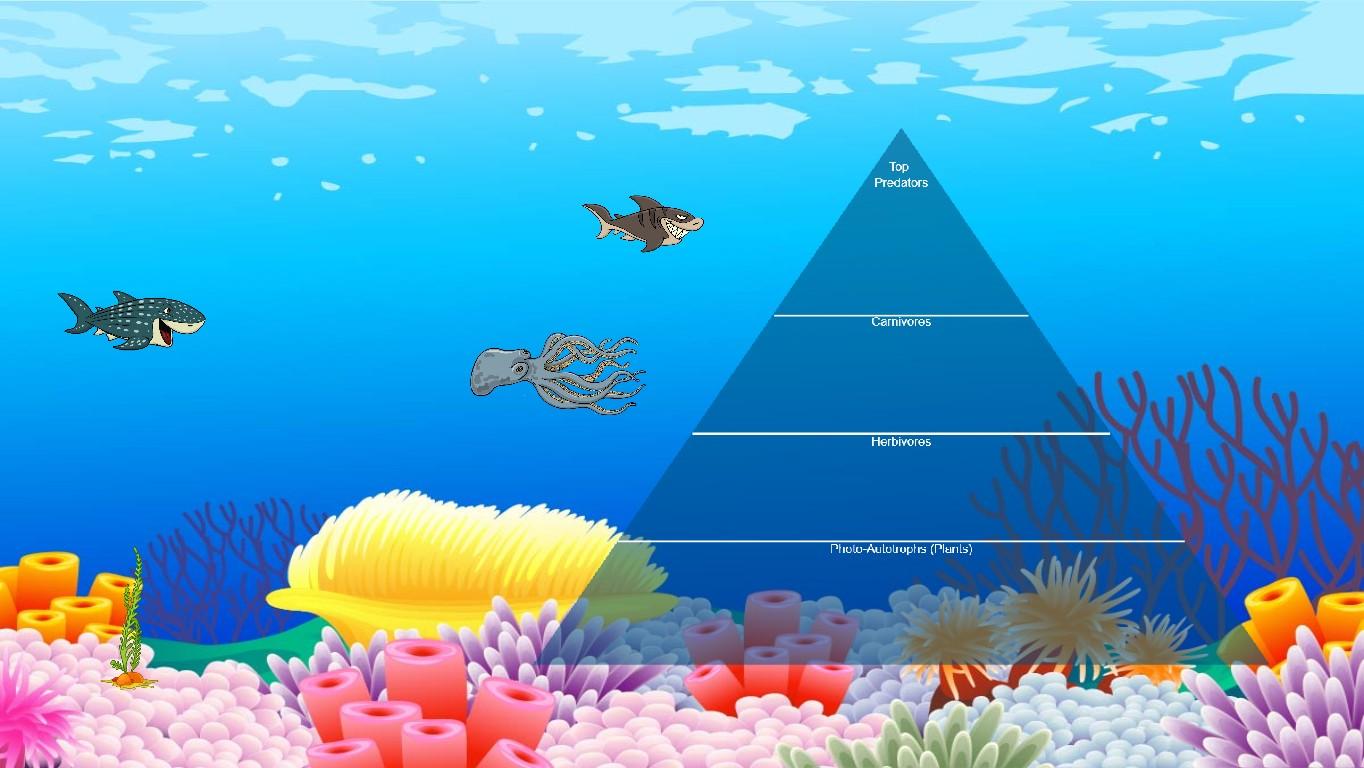 Ocean Ecological Pyramid