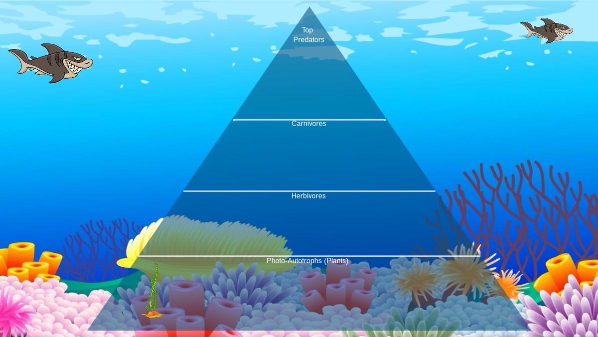 Ocean Ecological Pyramid